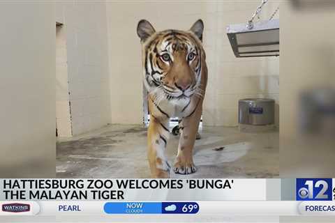 Hattiesburg Zoo welcomes new Malayan Tiger