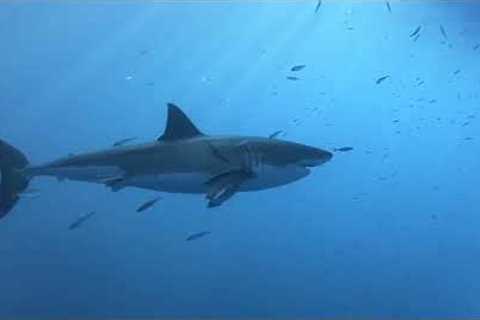 Wow! Brave man goes cage diving with great white sharks off the coast of Mexico