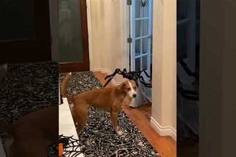 Brave dog isn't afraid of jumping spider Halloween decoration