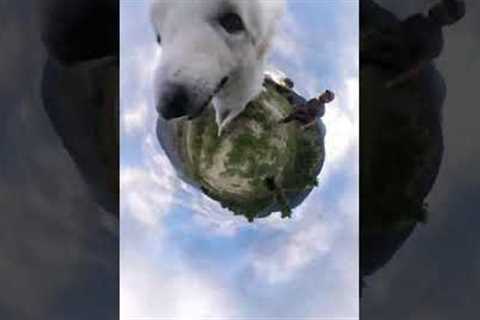 Adorable dog runs around while holding 360° camera
