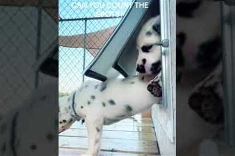 Impatient puppies try to squeeze through pet door all at once