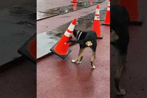 Good citizen dog puts knocked over traffic cone