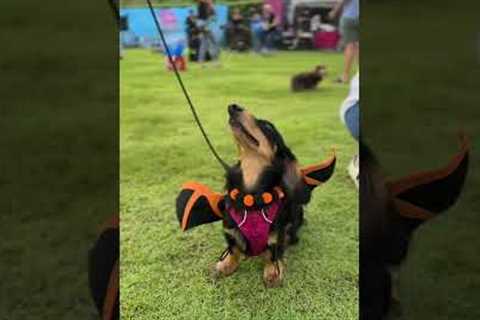 Sausage dogs wear Halloween costumes at pet meetup in Thailand