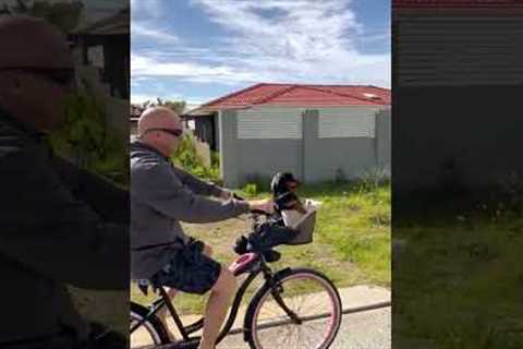 Mini Dachshund Cruises With Dad in a Bike Basket