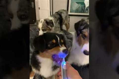 Australian Shepherd Grins At Electric Toothbrush