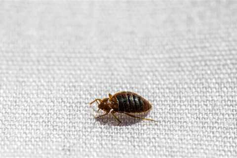 London library closed over bedbug outbreak – media — RT World News