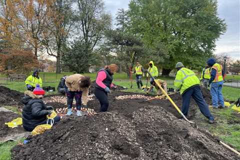 Albany Tulip Festival planting begins