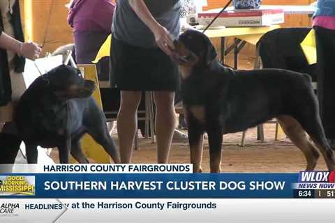 12th annual Mississippi Gulf Coast Kennel Club Dog Show underway