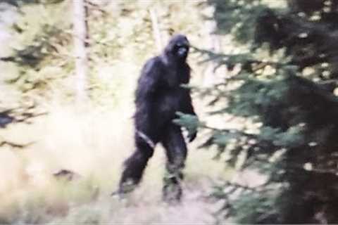 This Man Was Able To Capture The Clearest Images Of Bigfoot Ever Taken