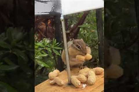 Chipmunk Stuffs Her Face