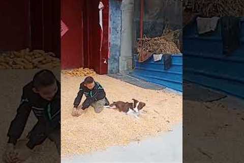 Pet border collie joins toddler helping with farm work