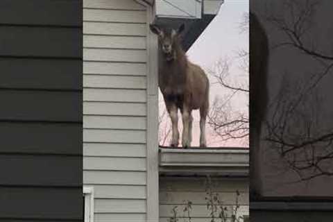 There's A Goat On My Roof