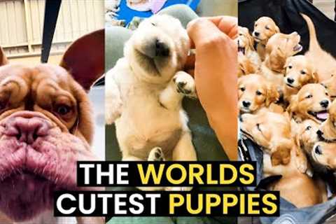 The World's CUTEST Puppies - TOP 24 CUTE Puppies