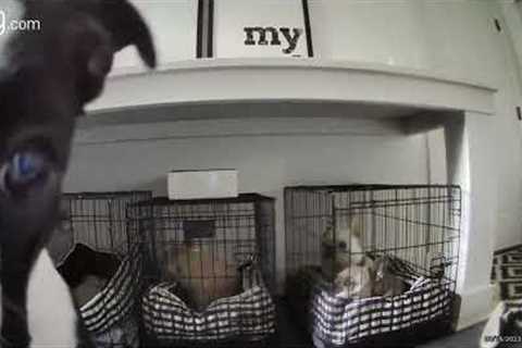 Charlie The Dog Tries To Break Out His Prisonmates