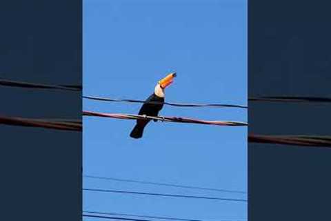 Toucan Steals Eggs From Other Birds' Nests