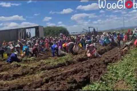 Kind Farmer gives his neighbors a go ahead on his potato harvest