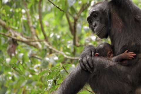 Conservation triumph: the Bulindi Chimpanzee Project shines on Planet Earth III