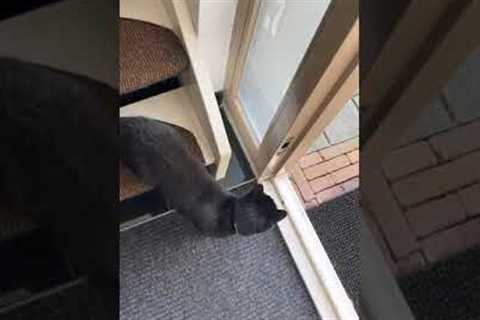 Man greeted by flock of sheep on his front yard