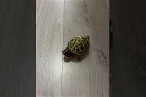 Pet turtle rides a toy skateboard around the house