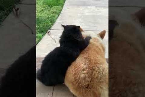 Black Cat Gives Corgi A Massage