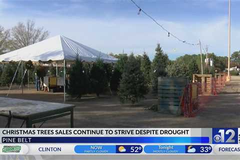 Christmas tree sales in Hattiesburg thrive despite drought