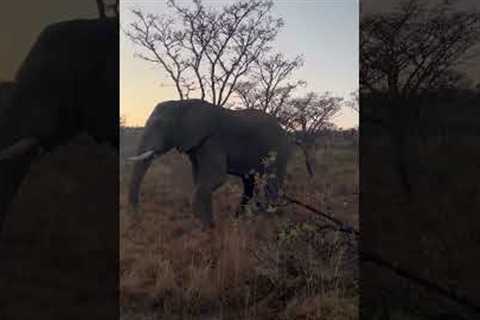 Angry elephant effortlessly crushes tree while charging safari jeep