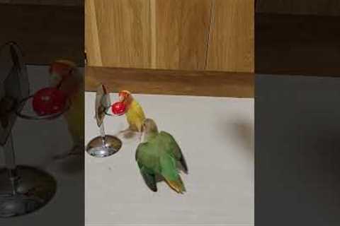 Pets birds play basketball