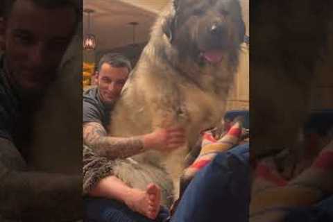 Caucasian Shepherd Yogi the Massive Guard Dog