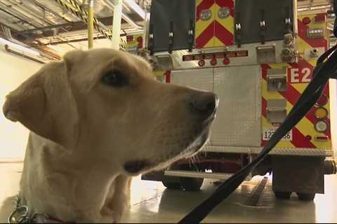 Santa Rosa Fire Department adds therapy dog to team