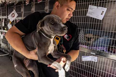 ‘We’re inundated’: Animal shelters overflowing across U.S.