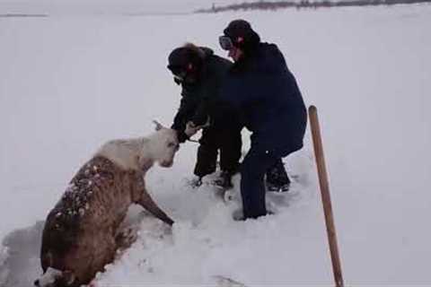 Rescuing a reindeer trapped in snow-covered swamp