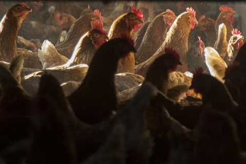 L.A. poultry supplier fined $3.8 million for endangering kids