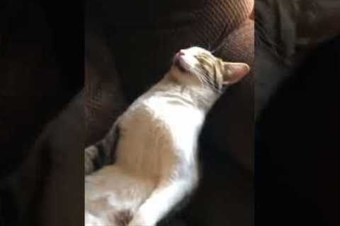 Hilarious cat sleeps in recliner chair