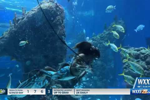 Meet Mermaids at the Mississippi Aquarium