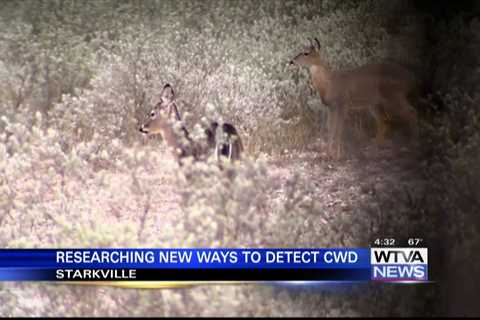 MSU researching new ways to detect chronic wasting disease in deer