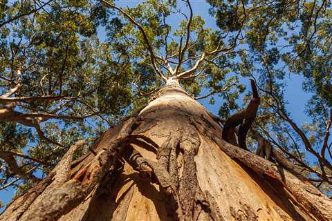 Preserving paradise: Western Australia's pledge to protect native forests