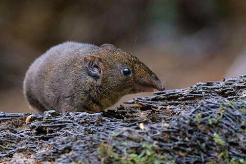 Five new species of soft-furred hedgehogs have been identified