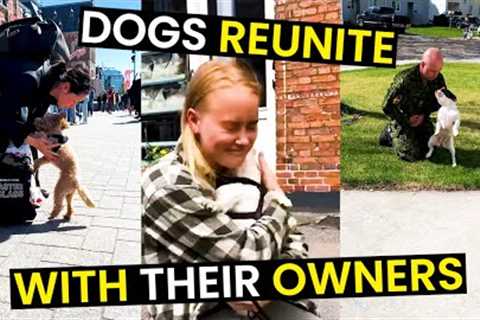 Heartwarming Dog REUNIONS With Their Owners - TOP 19