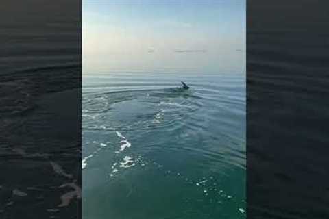 Tiger Shark Floats Belly-Up in Trance-Like State