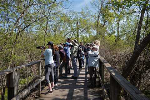 Birding 101: Everything You Need to Know