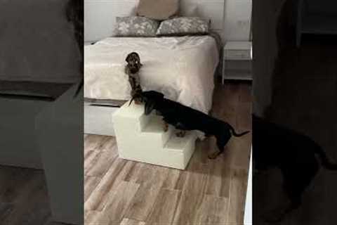 Teamwork Helps Dachshund Puppy Up Steps