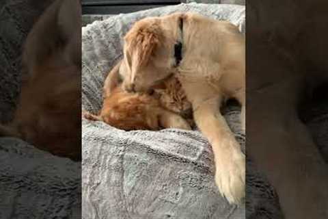 Dog Has No Respect for Cat's Personal Space