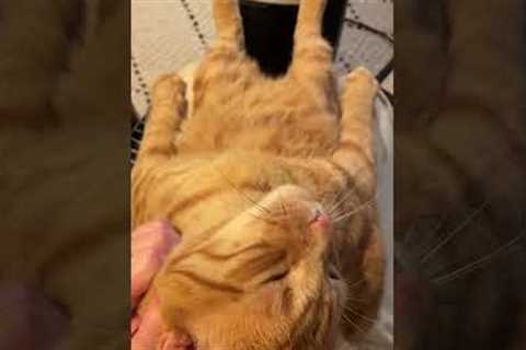 Cat Warms Toes And Lounges On Human