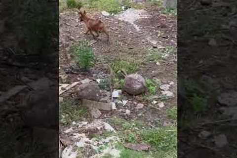 Rude goat headbutts dog trying to play with it