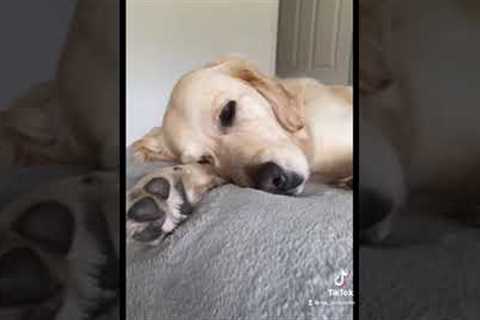 Dog destroys his owners glasses