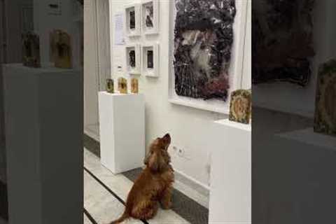 Curious dog explores Lebanon museum and appreciates the various artwork