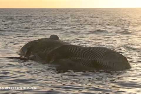 Whale that washed ashore in San Diego is likely still floating at sea – NBC Bay Area