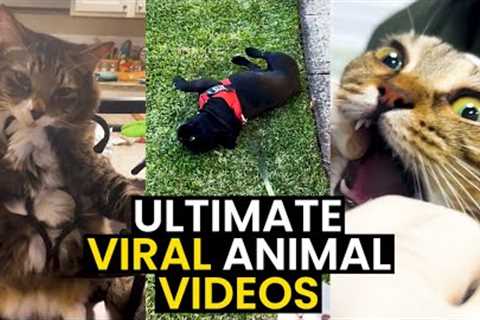 The BEST VIRAL Animal Videos | TOP 93 - Hilarious Animal Videos!