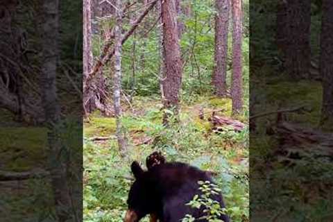 Bear Dances On Broken Branch