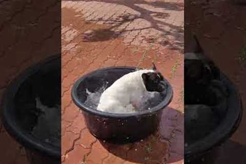 Pet dog enjoys a 'tornado bath'